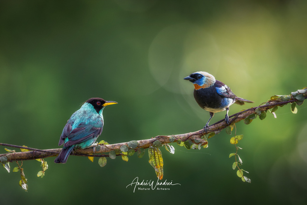 Vogeltratsch | Andre Wandrei - Nature Artworx - Realisiert mit Pictrs.com