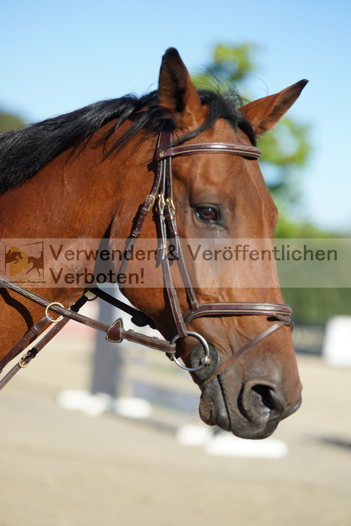 DSC08219 | equestrian-live-com