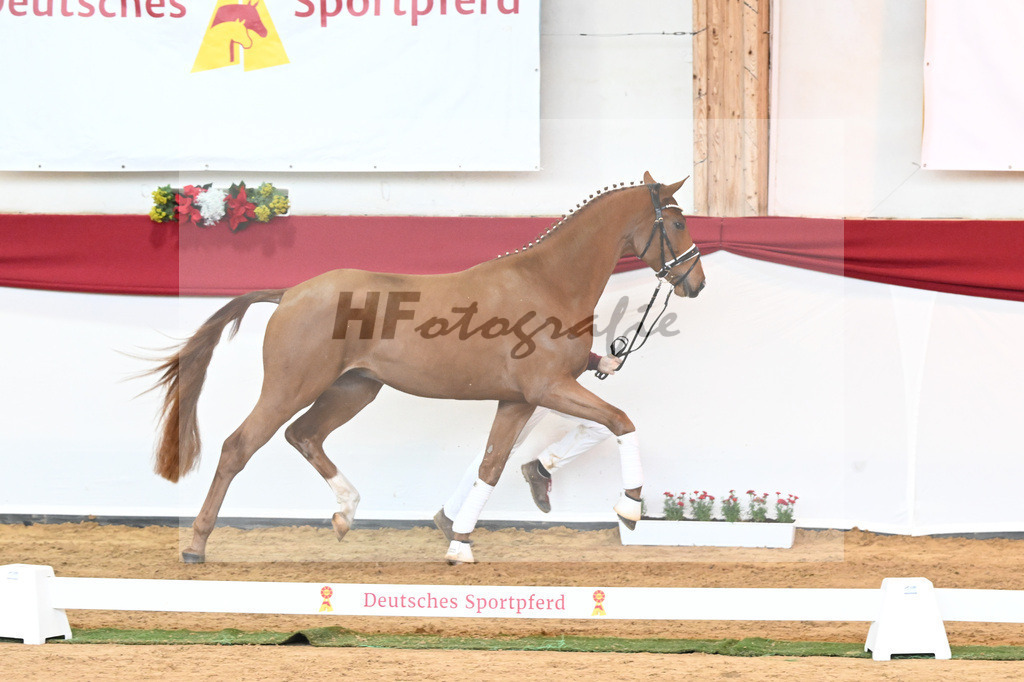 Kat-Nr. 53 Va Bene x Locksley III_Albert_43230911 | hf-fotografie - Realisiert mit Pictrs.com