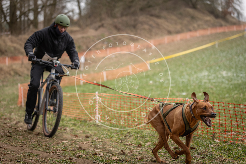 Pfotenfotografie_DV3A6832 | Hundefotografie, Tierfotograf, Pfotenfotografie, Fotoshooting Hund, Hunde Portrait, Hundesport, Hundeportraits, Heideshooting, Hunde, Sportfotograf, Hundefotograf, Turnierhundsport, THS,  - Realisiert mit Pictrs.com