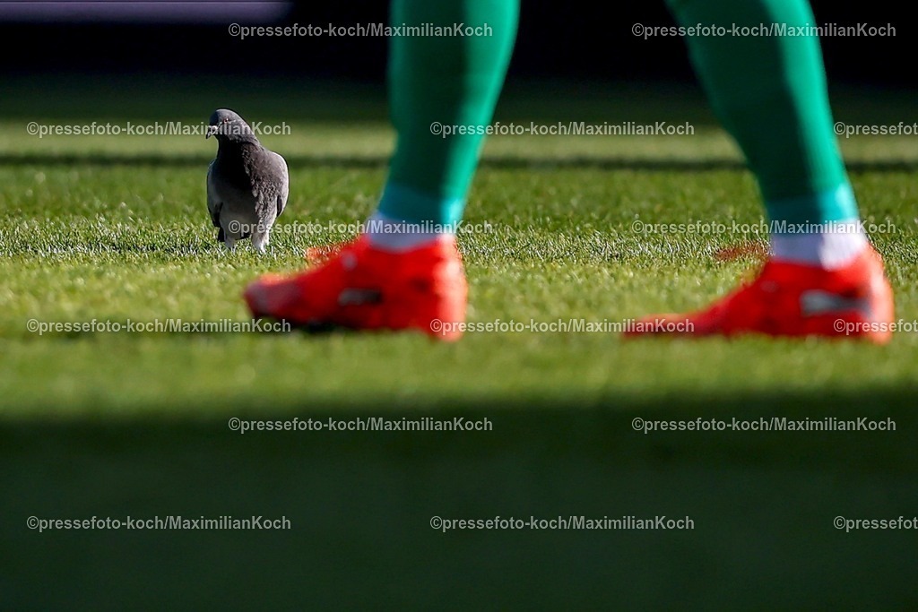 BOC14022601015 | 15.02.2026, Fußball, VfL Bochum - SC Paderborn 07, 2. Fußball Bundesliga, 22. Spieltag, Vonovia Ruhrstadion, Saison 2025 2026: Eine Taube im Strafraum auf dem Spielfeld  DFB regulations prohibit any use of photographs as image sequences and or quasi-video.