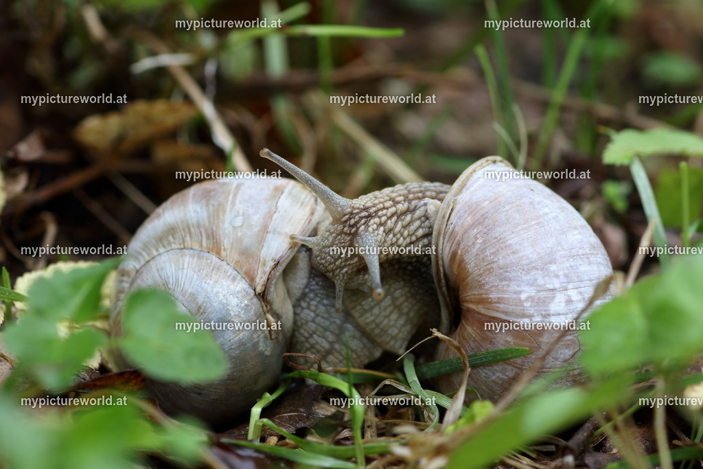 Weinbergschnecke-045 | Das Bilderarchiv über Tiere, Planzen und Landschaften. In der Bilddatenbank finden Sie ein große Auswahl an hochwertigen Bilder für Ihre Werbung - Realisiert mit Pictrs.com