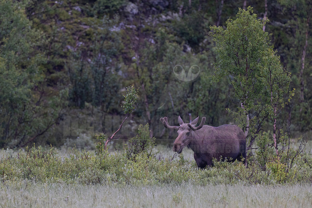 R5NF1981-20230728 | Der Elch ist der größte Vertreter aus der Familie der Hirsche. Sein aktuelles Verbreitungsgebiet erstreckt sich über die gesamte Nordhalbkugel. - Realisiert mit Pictrs.com