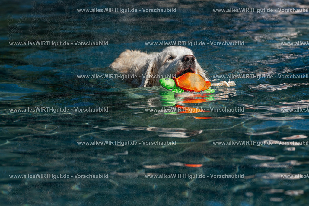 Hundeschwimmen_Volksbad_2026-allesWIRTHgut_Tierfotografie-2609061102-FAY06103 | Professionelle Tierfotografie in Mönchengladbach von Daniel Wirth (allesWIRTHgut). Liebevolle & natürliche Bilder von Hunden & Katzen für unvergessliche Erinnerungen.