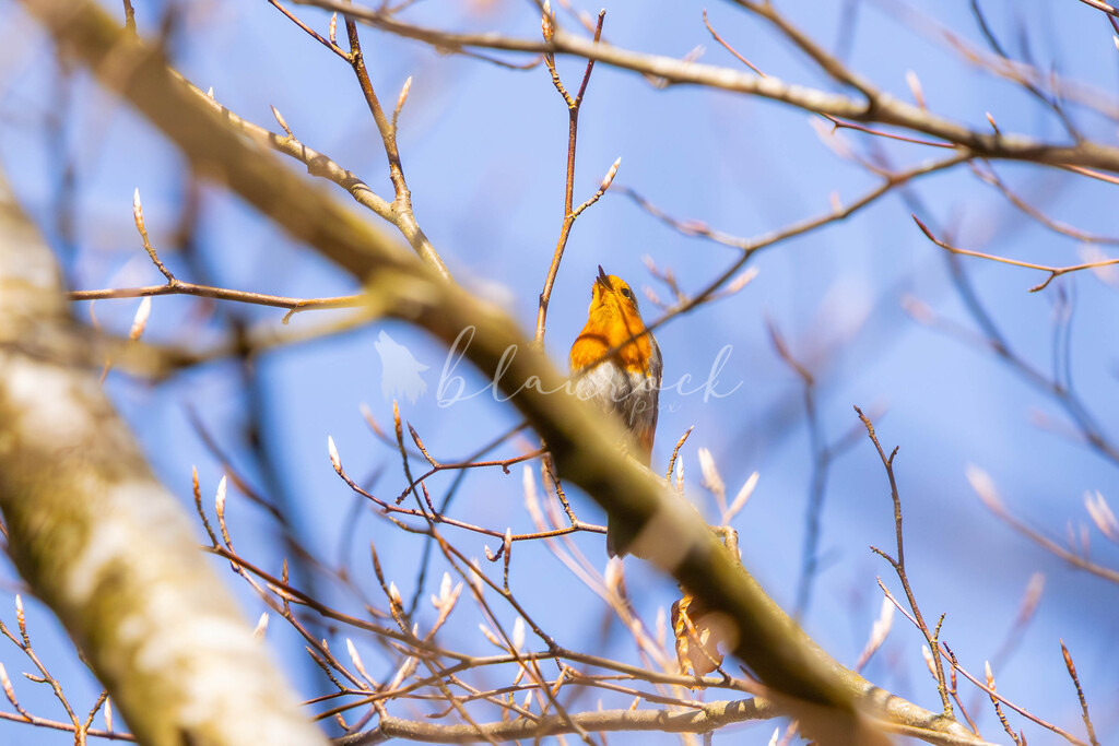 CN12--12 | Sportbilder, Sportfotograf, Hochzeits- und Eventfotografin, Flugshows, Portraits und Tiershooting, Aviation, Downhill, Nationalleague, Swissleague, International