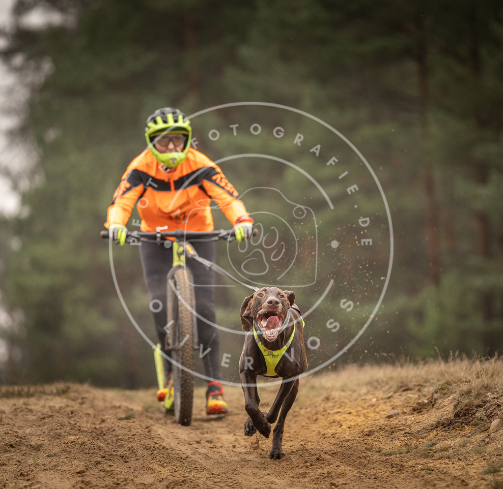 Pfotenfotografie_DV3A4425 | Hundefotografie, Tierfotograf, Pfotenfotografie, Fotoshooting Hund, Hunde Portrait, Hundesport, Hundeportraits, Heideshooting, Hunde, Sportfotograf, Hundefotograf, Turnierhundsport, THS,  - Realisiert mit Pictrs.com