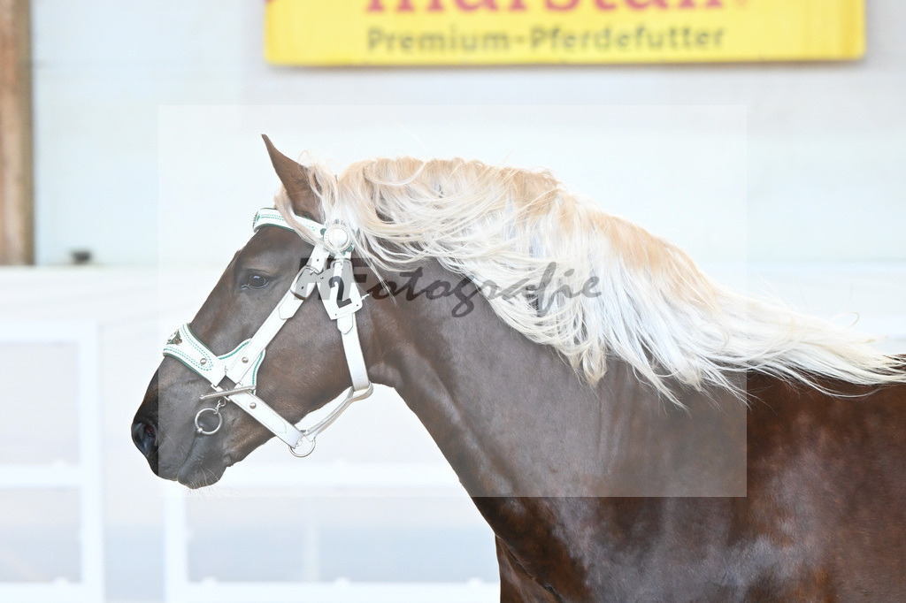 Kat-Nr. 2 v. Dirill_Wittmann_2230171 | hf-fotografie - Realisiert mit Pictrs.com