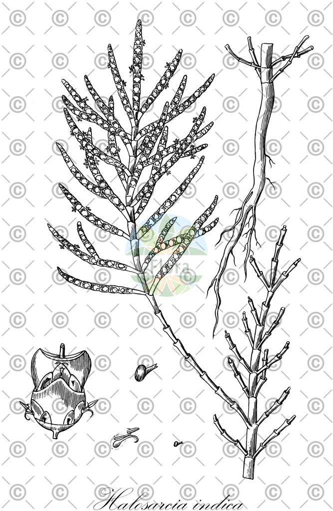 HistAbb_4SZ3_1_ENZY_Simple | Historische Abbildung von Halosarcia indica - Amaranthaceae | Historical Illustration of Halosarcia indica - Amaranthaceae