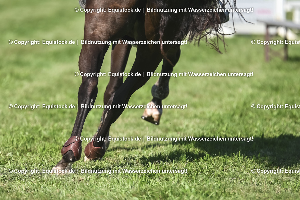20230908_24_Springen_M_0046 | equistock
