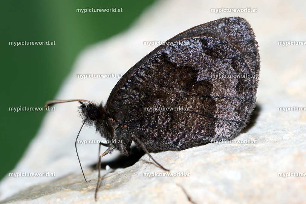 Erebia pronoe-001 | Das Bilderarchiv über Tiere, Planzen und Landschaften. In der Bilddatenbank finden Sie ein große Auswahl an hochwertigen Bilder für Ihre Werbung - Realisiert mit Pictrs.com