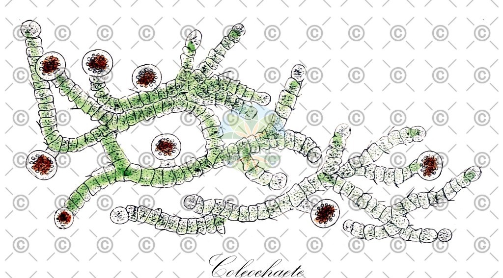HistAbb_3S7D_3_ENZY_Simple | Historische Abbildung von Coleochaete - Coleochaetaceae (0) | Historical Illustration of Coleochaete - Coleochaetaceae (0)