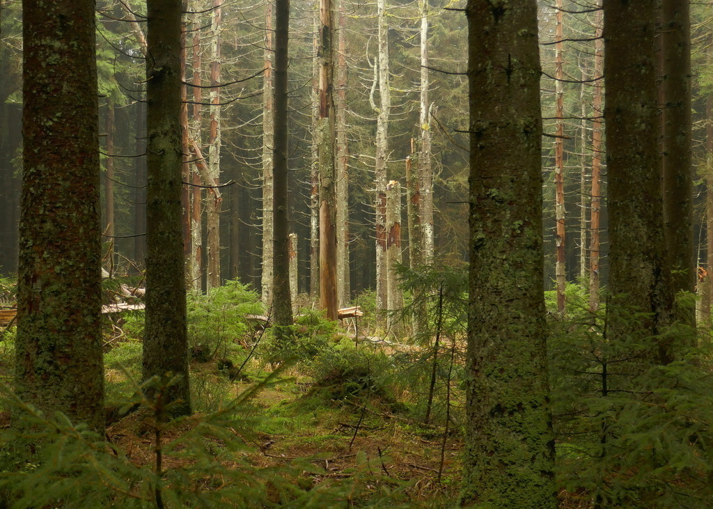 Vom Sturm gebrochen | Eine hell beschienene Lichtung im Wald mit abgebrochenen Fichten - Realisiert mit Pictrs.com