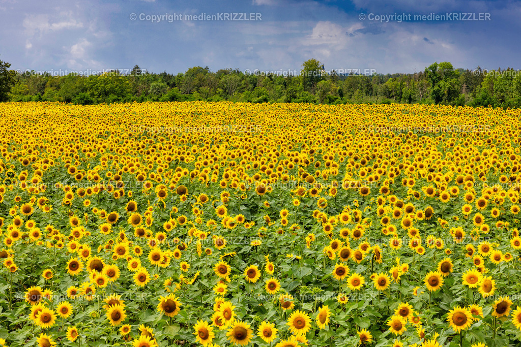 _J3A5509 | medienkrizzler - Realisiert mit Pictrs.com