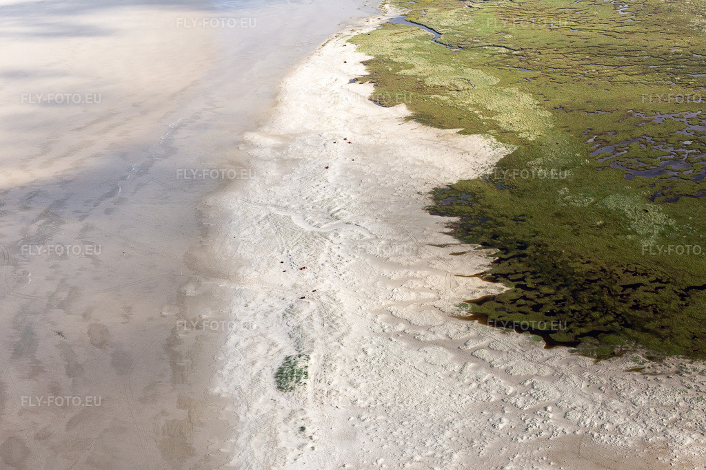 Vue aérienne: Bétail dans les dunes sur la plage de sable à Fanø dans le département Syddanmark, Danemark. Photo: IMG_118570.jpg prise le 21/09/2019 par Werner Riehm/FLY-FOTO.eu – Résolution de l'original: 5472 x 3648 px