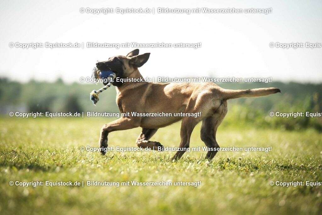 20200531_Hund_0052 | equistock