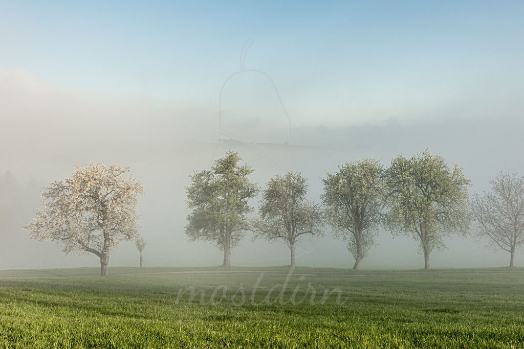 Birnbaumbluete_Mostviertel_2025_Mostdirn_Irmgard_Wieser-9056 | Ihre Fotografin im Lungau, ihre Fotografin im Mostviertel, Wandbilder Onlineshop, Imagefotos für Ihr Unternehmen,  - Realisiert mit Pictrs.com