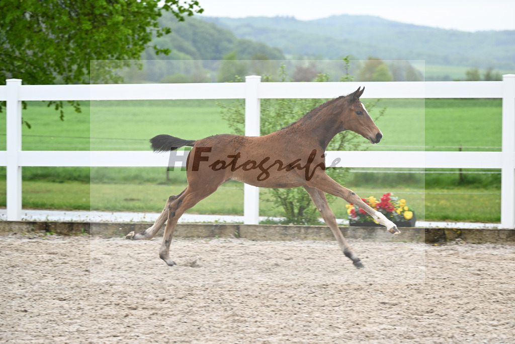 Kat-Nr. 52 SF Lindenberg x Finnigan_Wiedemann_23261410 | hf-fotografie - Realisiert mit Pictrs.com