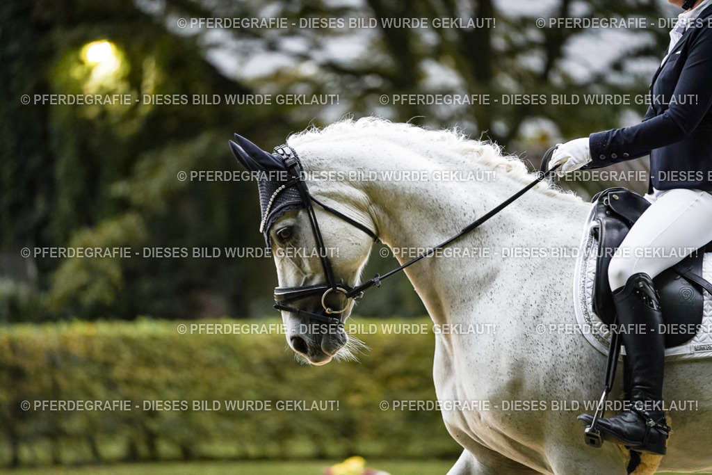 DSC06505 | Pferdegrafie