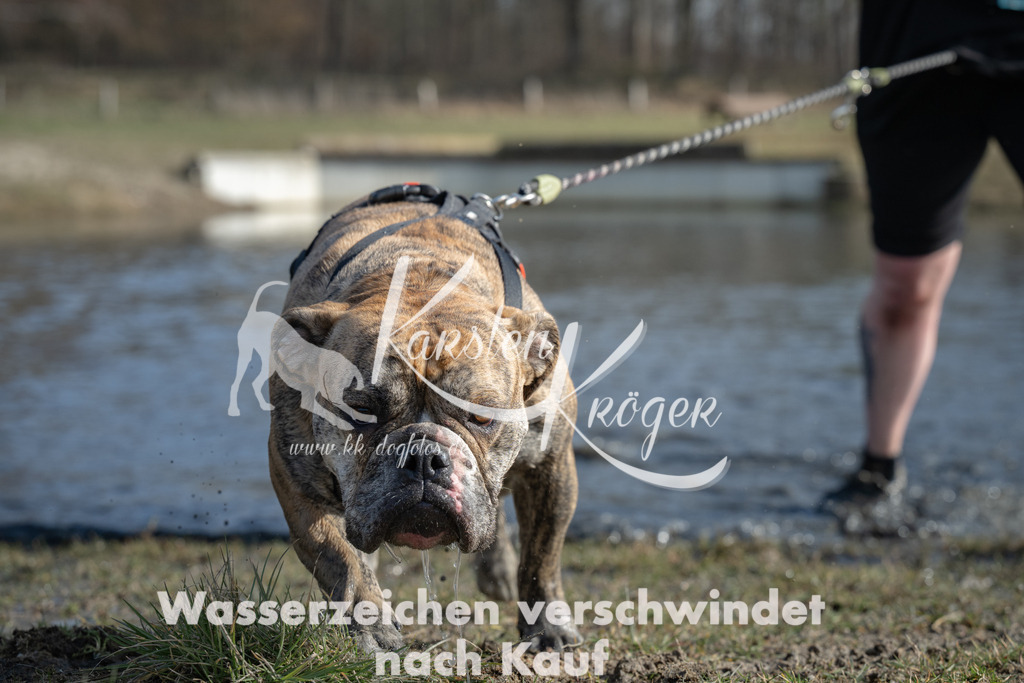 1332_ZZ97093 | kk-dogfotos