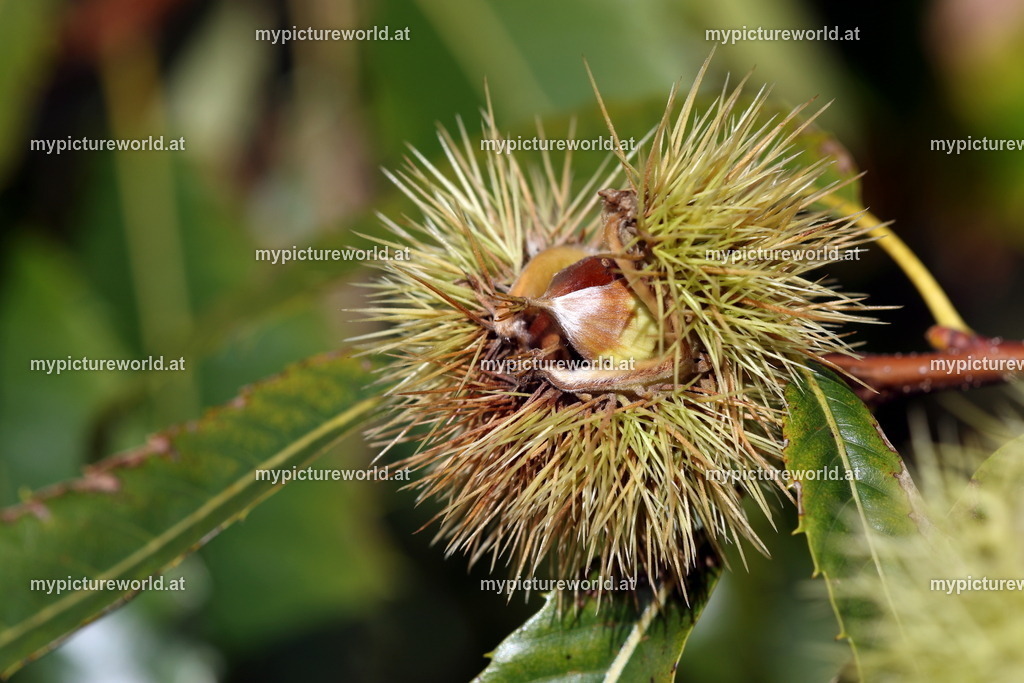 Edelkastanie-003 | Das Bilderarchiv über Tiere, Planzen und Landschaften. In der Bilddatenbank finden Sie ein große Auswahl an hochwertigen Bilder für Ihre Werbung - Realized with Pictrs.com