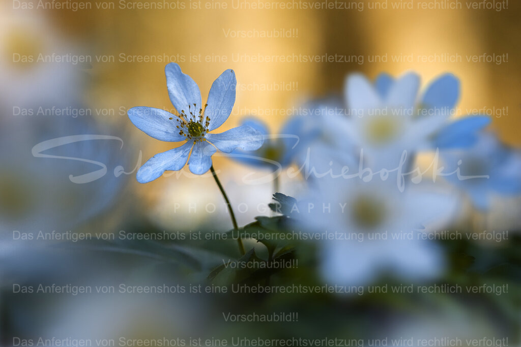 Buschwindröschen im Frühlingslicht – Fine Art Naturfotografie | Zarte Buschwindröschen im sanften Frühlingslicht – eine ruhige, poetische Naturaufnahme mit traumhaftem Bokeh. Die Kombination aus kühlen Blau-Weiß-Tönen und warmem Hintergrundlicht verleiht dem Bild eine besondere Tiefe und Eleganz.Perfekt für helle Wohnräume, Schlafzimmer, Flure oder als beruhigende Wanddekoration.Besonders geeignet für:* Frühlingsdeko* ruhige Naturmotive* Pastellfarbene Einrichtung* Schlafzimmer &amp; Wohnzimmer* Geschenk für Naturliebhaber - Realisiert mit Pictrs.com