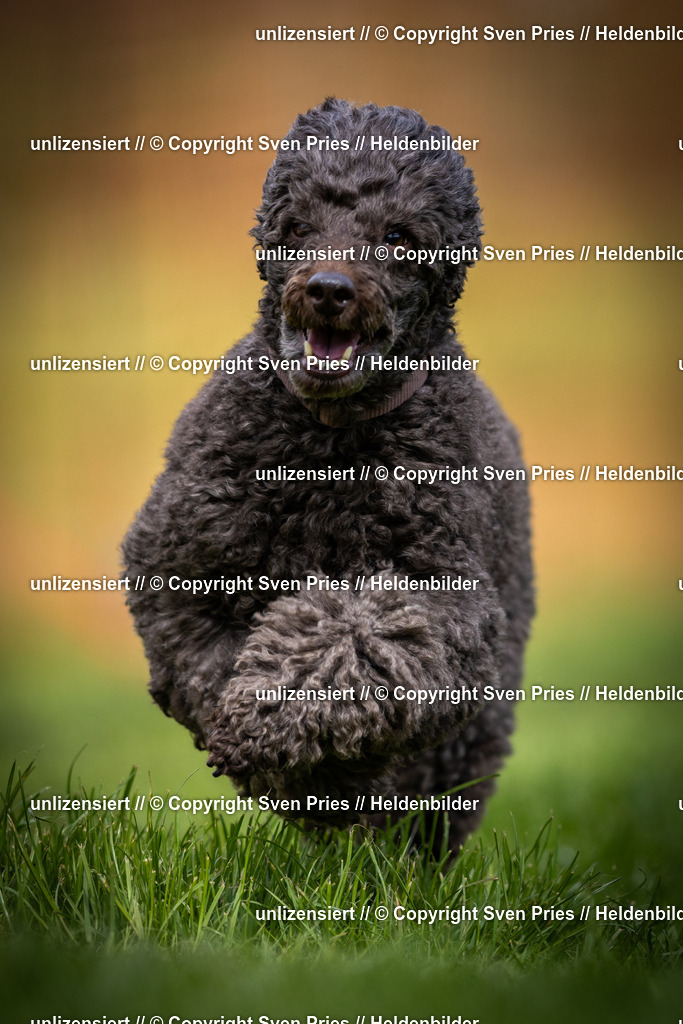 Sven Pries | 2025-04-13 - Hunderennen Baden-Baden - Realisiert mit Pictrs.com