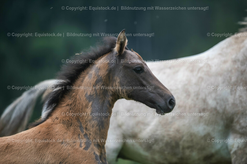 20210623_Fohlen_0486 | Foto: Thomas Hartig