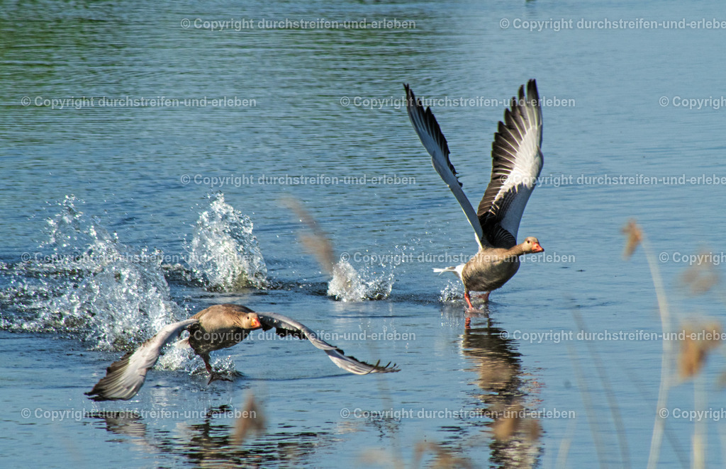 Gänse beim Flug übers Wasser | Ein Gänsepaar hebt ab vom Wasser in den Rieselfeldern bei Münster. - Realisiert mit Pictrs.com