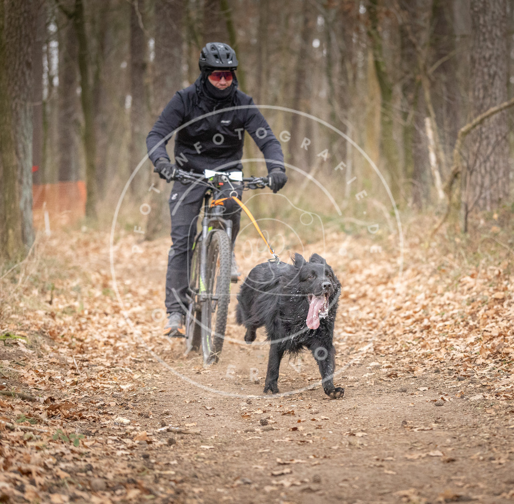 Pfotenfotografie_DV3A6395 | Hundefotografie, Tierfotograf, Pfotenfotografie, Fotoshooting Hund, Hunde Portrait, Hundesport, Hundeportraits, Heideshooting, Hunde, Sportfotograf, Hundefotograf, Turnierhundsport, THS,  - Realisiert mit Pictrs.com