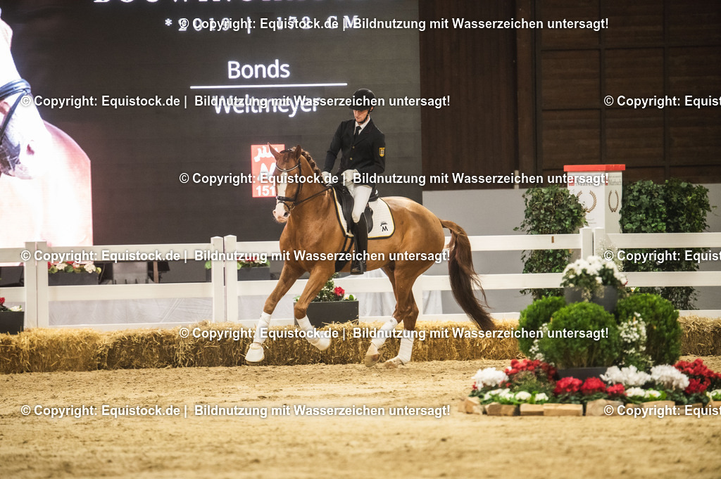 20240302_Hengstvorstellung_Marbach_TOMsPiC_0566-2 | equistock