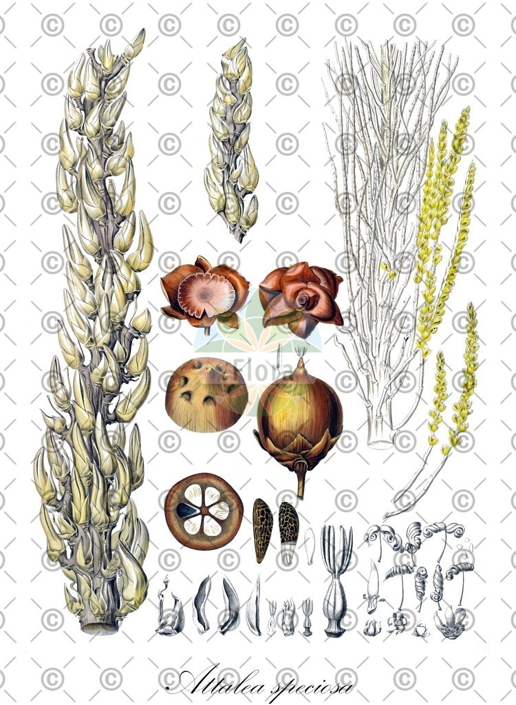 HistAbb_wfo-0000296598_3_ENZY_Simple | Historische Abbildung von Attalea speciosa - Arecaceae | Historical Illustration of Attalea speciosa - Arecaceae