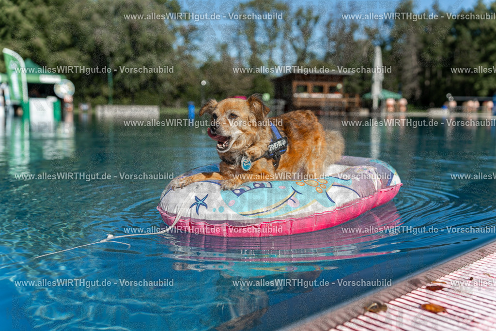 Hundeschwimmen_Volksbad_2026-allesWIRTHgut_Tierfotografie-2609061049-095915-7R509266 | Professionelle Tierfotografie in Mönchengladbach von Daniel Wirth (allesWIRTHgut). Liebevolle & natürliche Bilder von Hunden & Katzen für unvergessliche Erinnerungen.