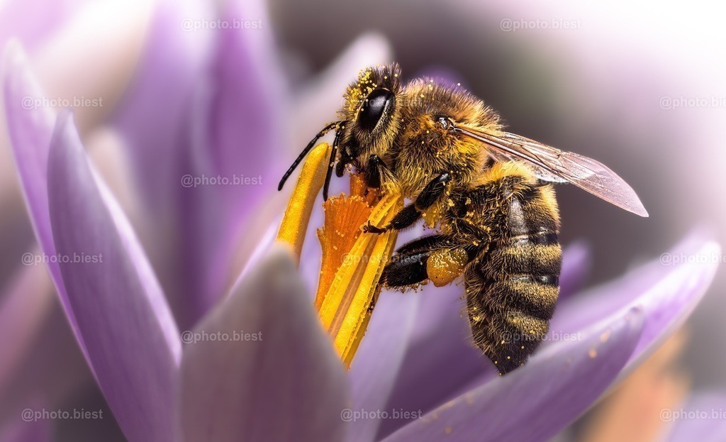 Bienenkrokus | Eine fleißige Biene sammelt Nektar auf einer Krokusblüte. - Realisiert mit Pictrs.com