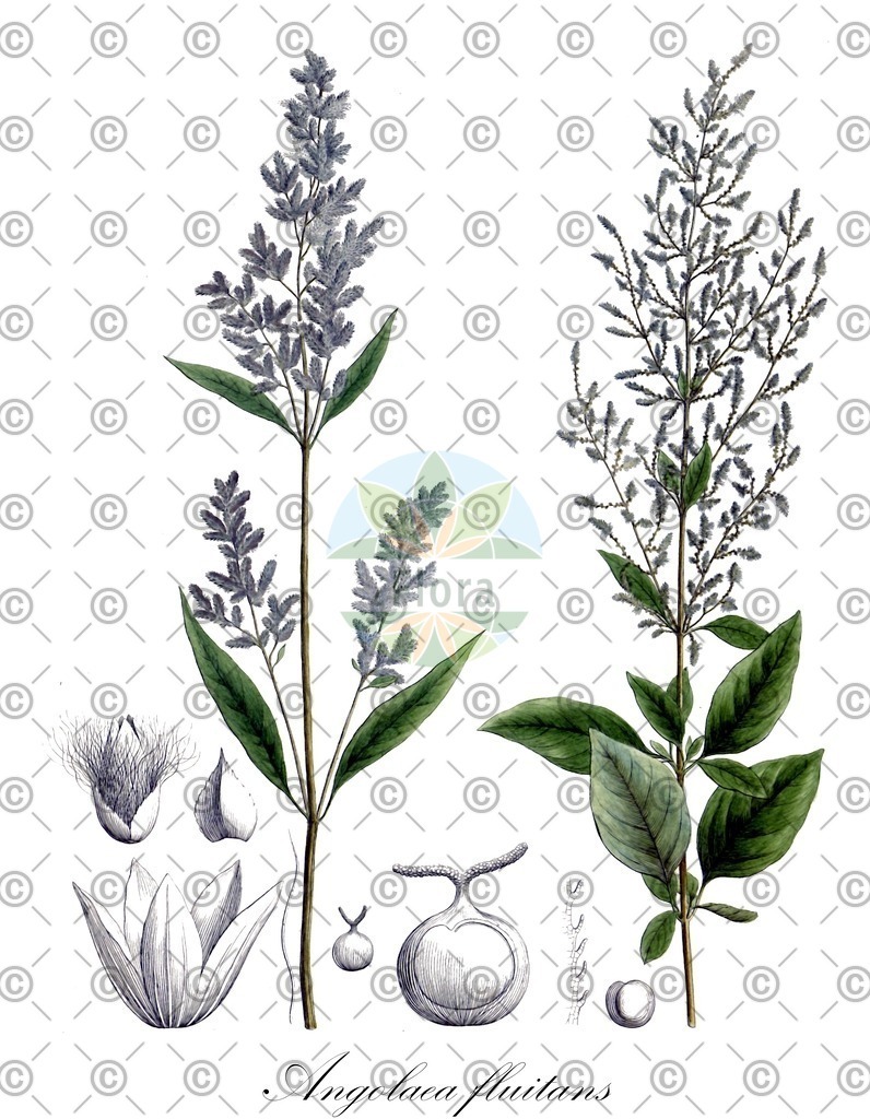 HistAbb_wfo-0000536542_523_ENZY_Simple | Historische Abbildung von Angolaea fluitans - Podostemaceae | Historical Illustration of Angolaea fluitans - Podostemaceae