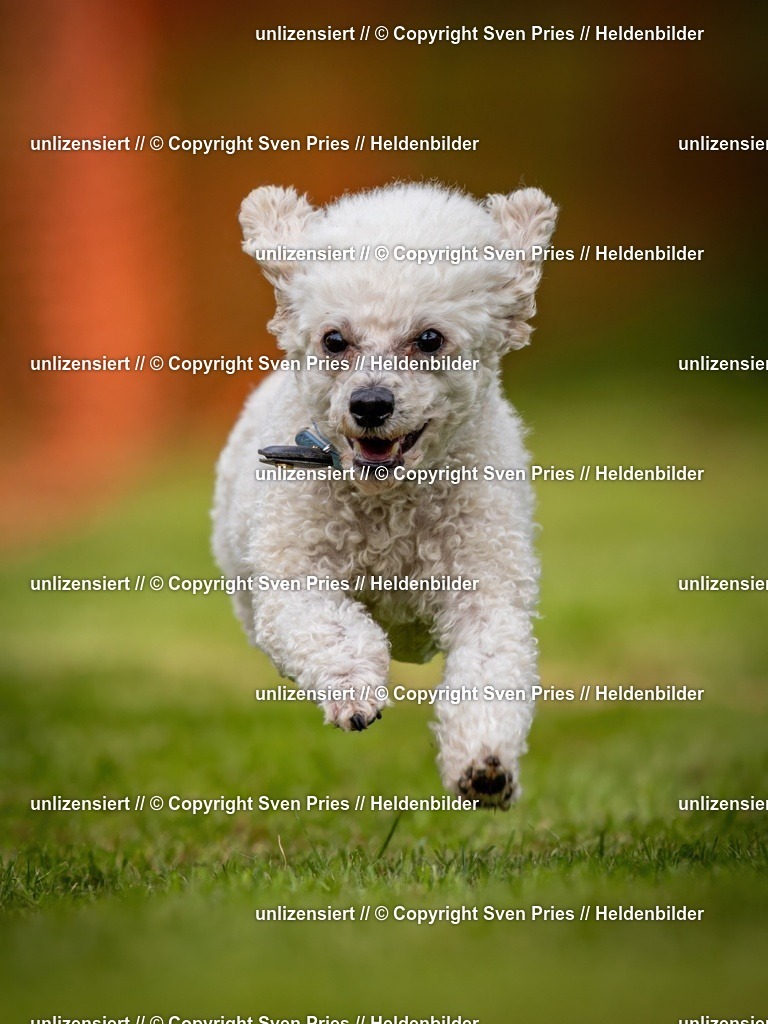 Sven Pries | 2024-09-22 - Hunderennen Baden-BadenPudelverein - Realisiert mit Pictrs.com