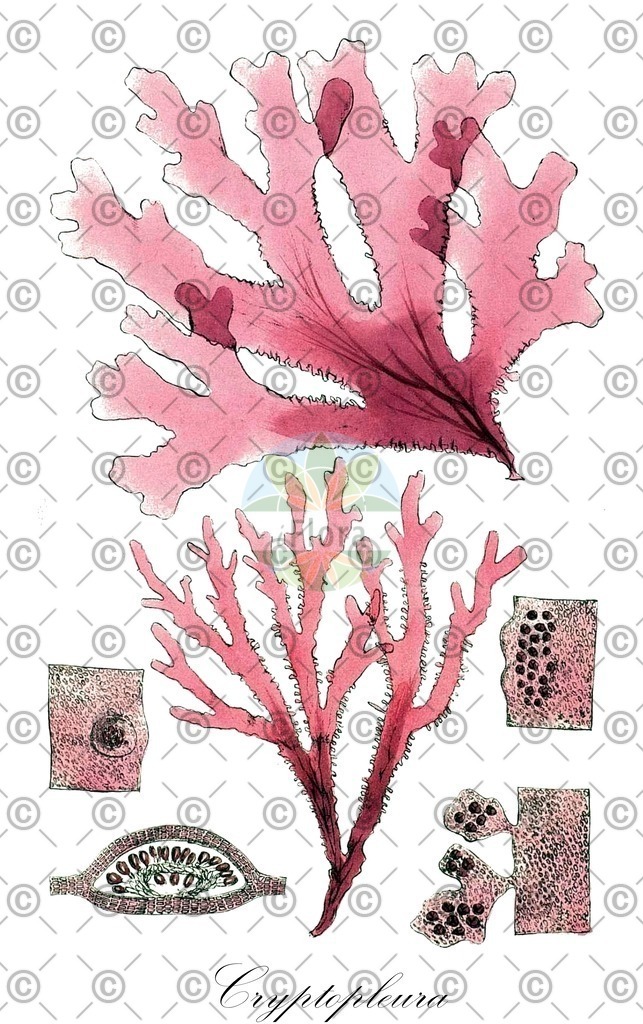 HistAbb_3WR5_2_ENZY_Simple | Historische Abbildung von Cryptopleura - Delesseriaceae (0) | Historical Illustration of Cryptopleura - Delesseriaceae (0)