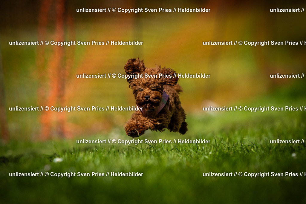 Sven Pries | 2025-04-13 - Hunderennen Baden-Baden - Realisiert mit Pictrs.com