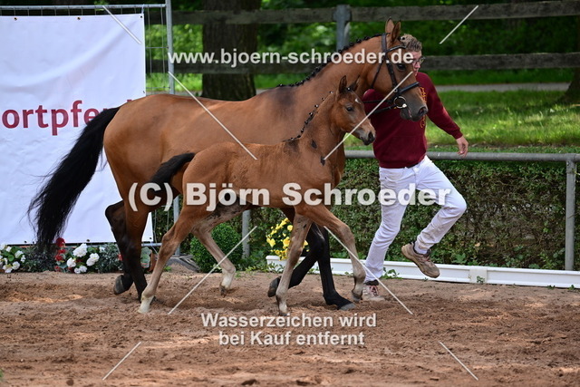 062_Diaron - Stalypso_Hartmut Bethge_868_4159 | Björn Schroeder Pferdefotografie