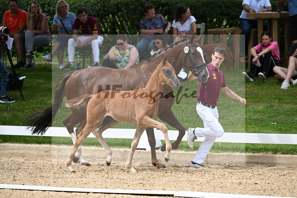 Kat-Nr. 28 SF DSP Va Bene x San Romantico_Ostermaier_27230391 | hf-fotografie - Realisiert mit Pictrs.com