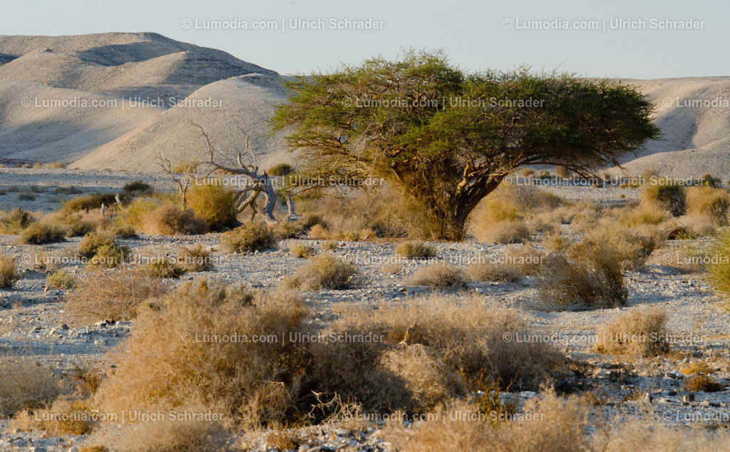 10972-10302 - Negev-Wüste _ Israel | max. Bildgröße A3 | 300dpi - Realisiert mit Pictrs.com