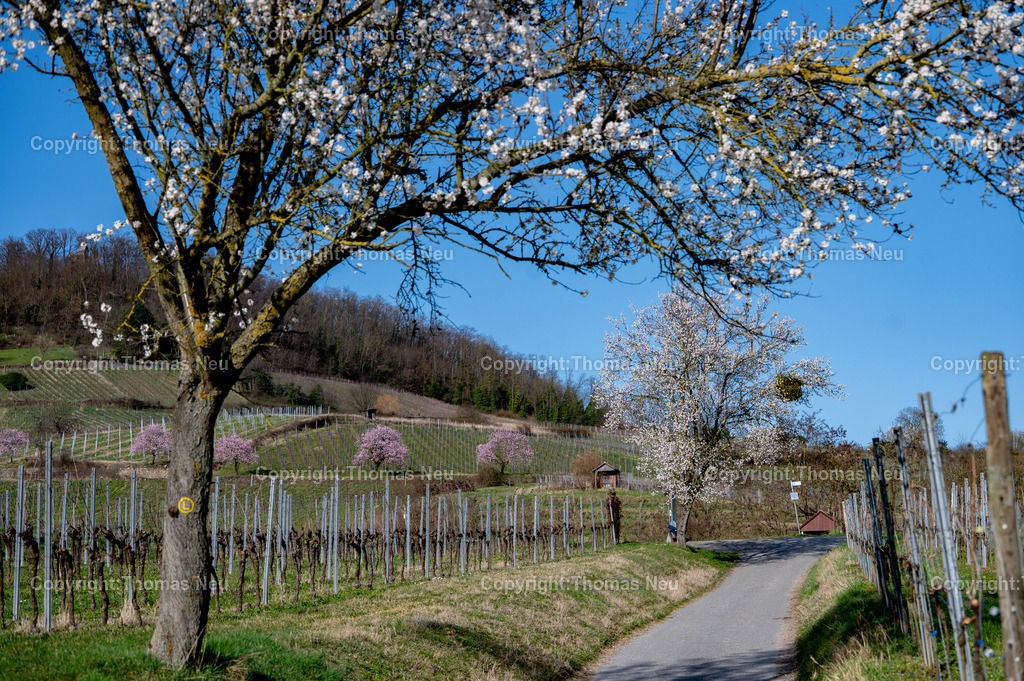 Mandelbluete_Bergstrasse_2026__Fotografie-Thomas-Neu-37 |  Die Mandelbäume an der Begstraße blühen und geben der  Landschaft ihre farblichen Blütentupfer, 