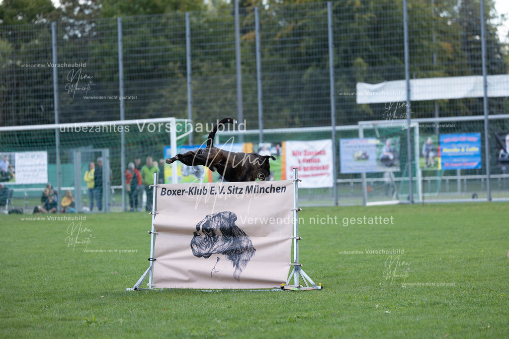 _16A5687 | Einzigartige Fotos von Hunden & Menschen –Actionfotos, Portraits, Vereinsaufnahmen & Paarshootings – authentisch, lebendig & mit Herz.