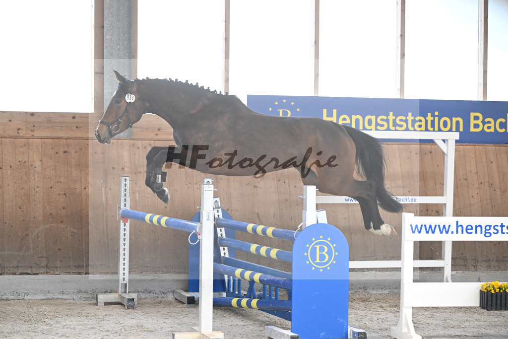 Kat-Nr. 34 Contessa v. Cullinan du Borget B_Pollnow_14261900 | hf-fotografie - Realisiert mit Pictrs.com