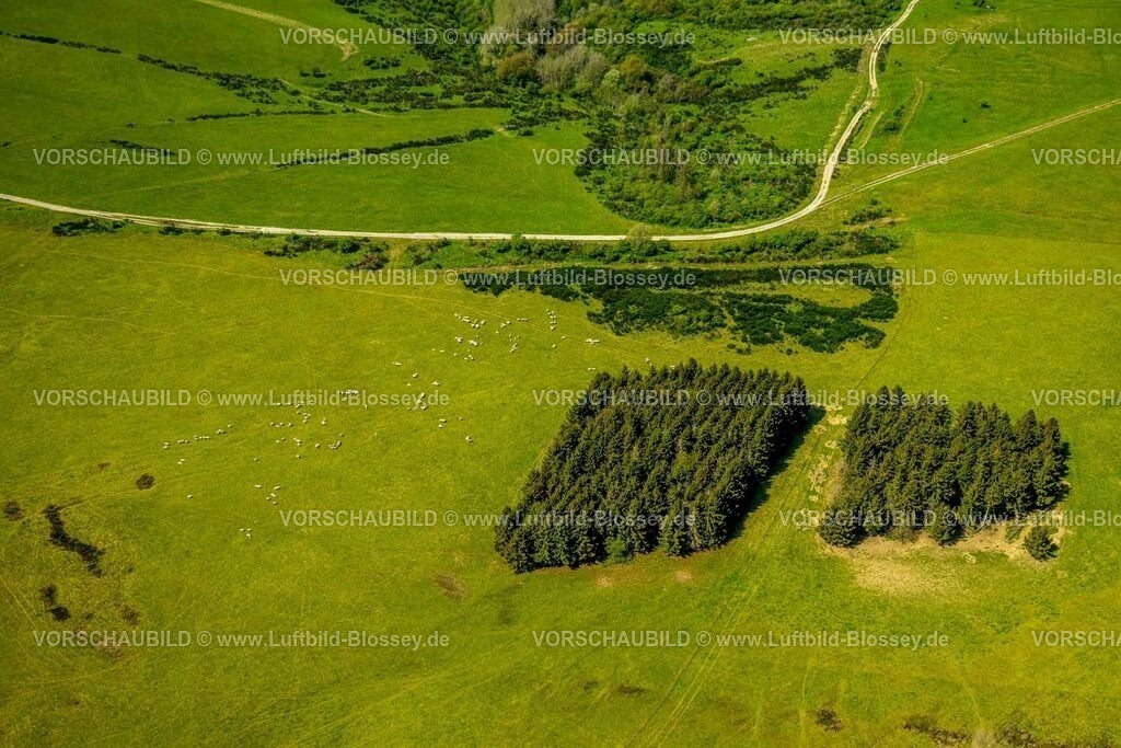 Schleiden240502175DreibornerHochfläche | Luftbild, Waldgebiet und Dreiborner Hochfläche Naturschutzgebiet NSG zwischen Scheuren und Dreiborn, Waldstück und grasende Schafe im Nationalpark Eifel, Morsbach, Schleiden, Nordrhein-Westfalen, Deutschland
