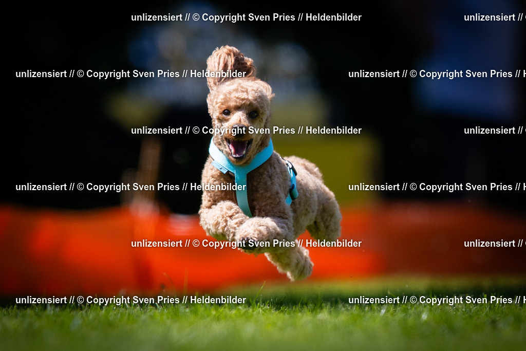 Sven Pries | 2025-08-10 - Hunderennen Durlach - Realisiert mit Pictrs.com