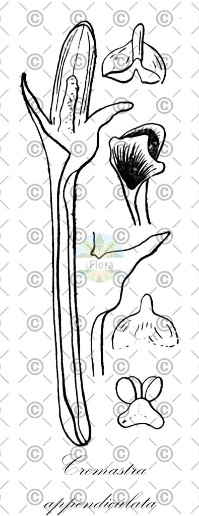 HistAbb_wfo-0000625933_1_ENZY_Simple | Historische Abbildung von Cremastra appendiculata - Orchidaceae | Historical Illustration of Cremastra appendiculata - Orchidaceae