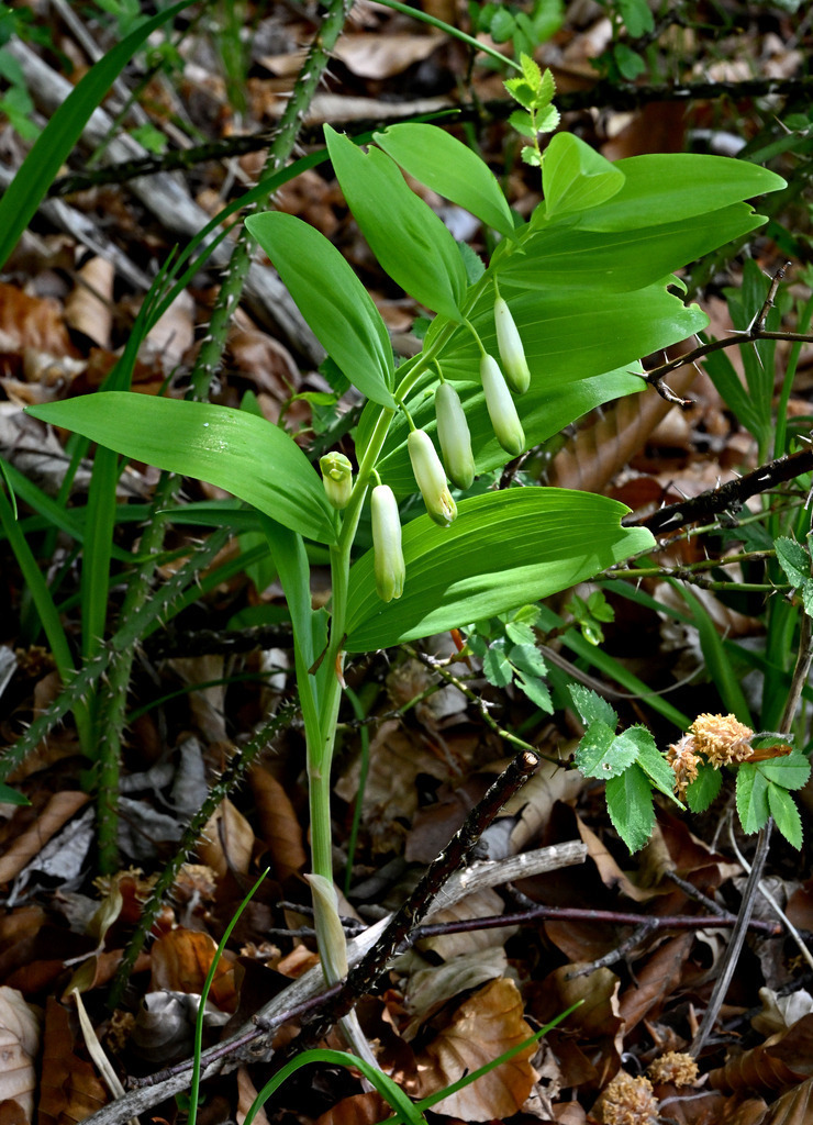 Weißwurz01h | lucisnaturbilder - Realisiert mit Pictrs.com