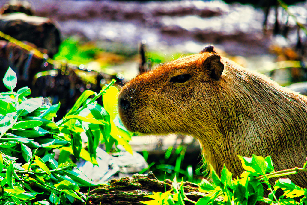 Tiere (5) | Tierfotografie / Haustierfotografie - Realisiert mit Pictrs.com