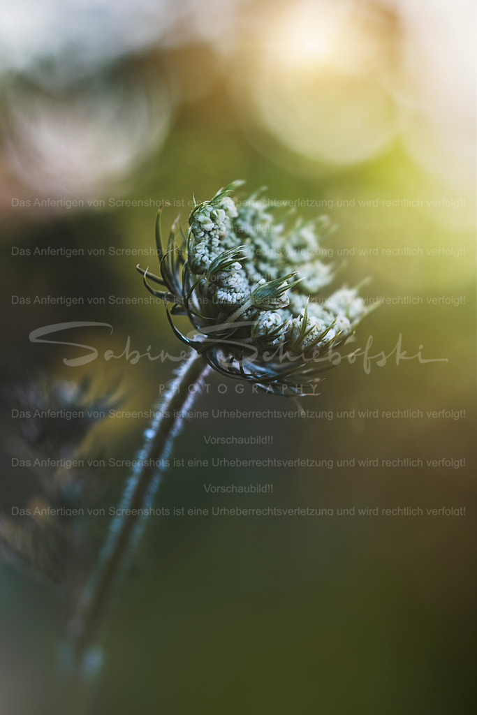 Wilde Möhre mit Bokeh | Exklusive Naturfotografie für stilvolle Wanddekoration ★ Premium Wandbilder Made in Germany ✔️ FineArt Drucke & Downloads ✔️ Brillante Farben, höchste Qualität & weltweiter Versand ✔️ - Realisiert mit Pictrs.com