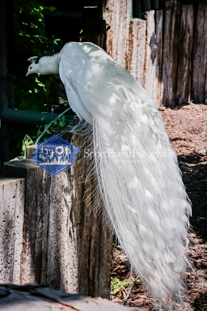 IMG_20100605_459 | SportEventFotografie - Roman Stoiber